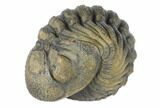 Wide, Bumpy Enrolled Morocops Trilobite #125148-1